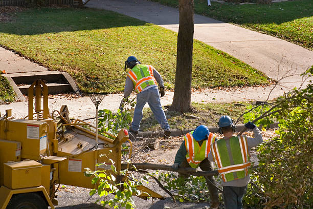 Best Affordable Tree Service  in Santa Ana, CA